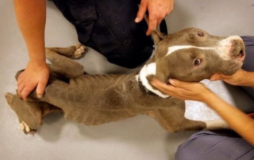 zayıf kurtarılan pitbull