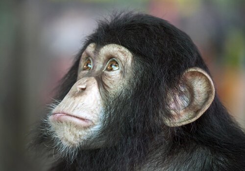 zeki şempanze