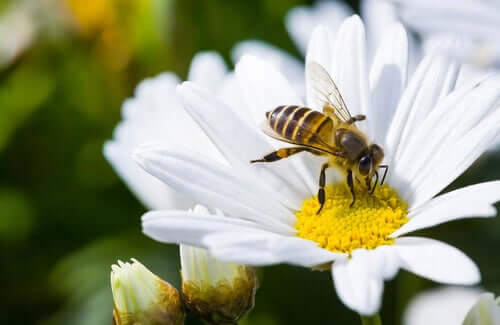 Arılar Olmasa Dünyada Yaşam Olmazdı