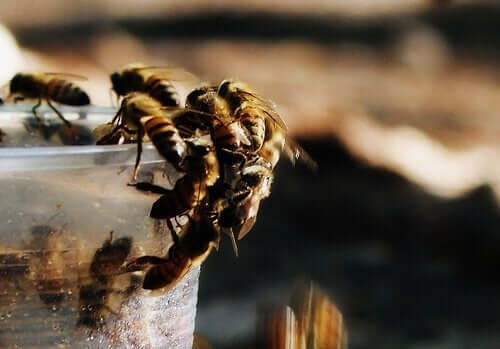 arılar plastik bardak