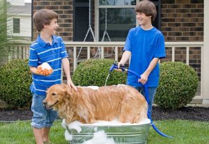 Köpeğinizi Bahçe Hortumu İle Yıkamanız İçin İpuçları
