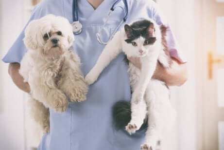 bir kedi ve bir köpek tutan veteriner