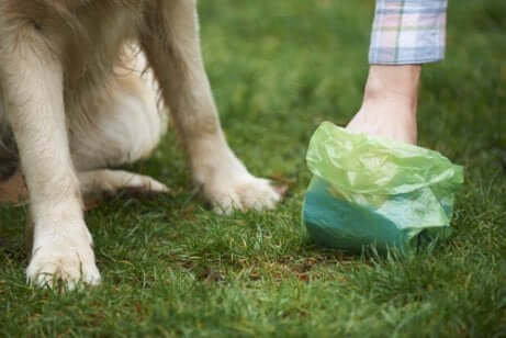 köpeğinin dışkısını toplayan insan