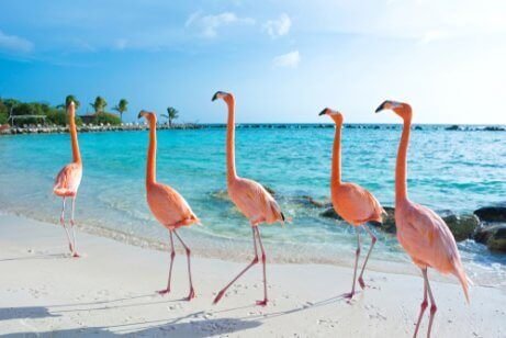 sahilde dolaşan flamingolar