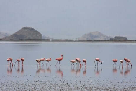 yemek yiyen flamingo sürüsü