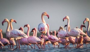 Flamingolar Hakkında Merak Edilen Gerçekler
