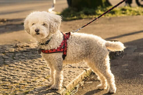 göğüs tasması takan köpek