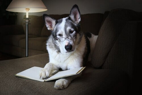 Köpeğinizin Sosyal Becerilerini Nasıl Geliştirirsiniz?