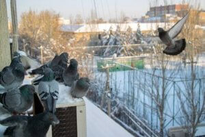 Güvercinleri Korkutmak İçin 7 Yol