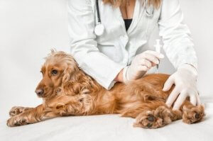 Köpeğinizden Size Salmonella Geçebilir Mi?