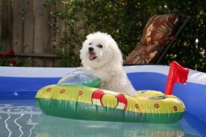 Köpeğinizi Sıcak Havalar İçin Nasıl Hazırlarsınız
