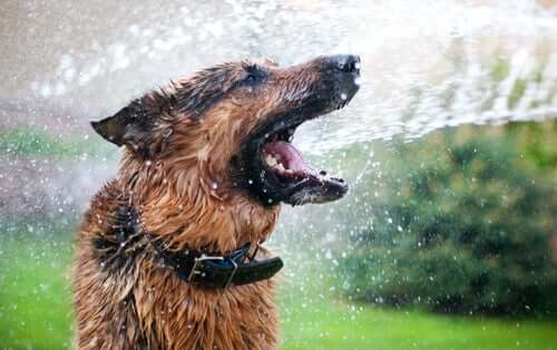 ıslak köpek su damlaları