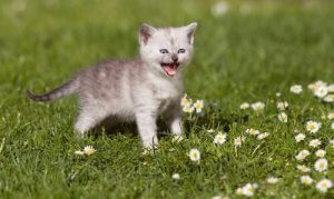 Kedilerin Miyavlama Sesi: Bilmeniz Gerekenler