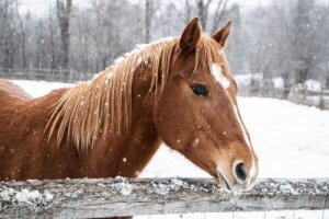Kışın At Bakımı Nasıl Olmalı?