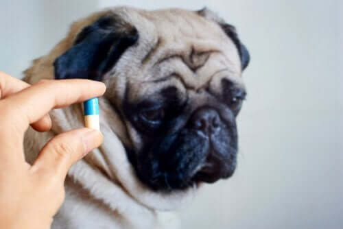 Köpeğinize Antibiyotik Vermek Yararlı mıdır?