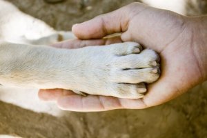 Hangi Köpek Cinsi En Güçlü Patilere Sahiptir?