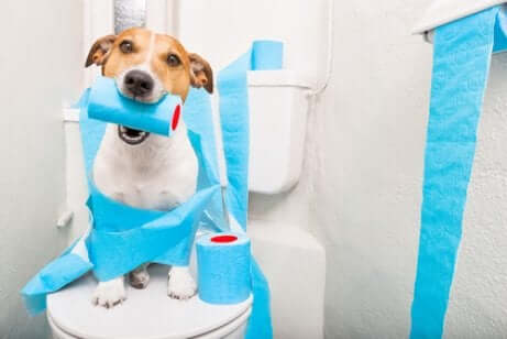 tuvalet kağıdını ağzına alan köpek ve salmonella 