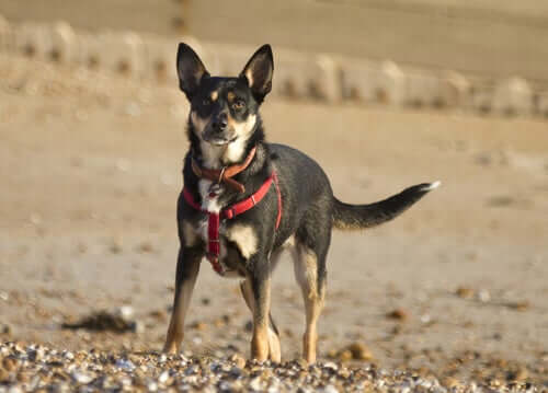 göğüs tasması takan köpek