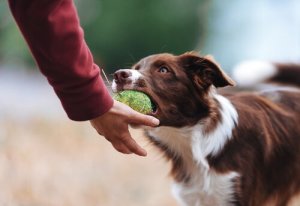 Köpeğinizin Oyuncağını Sahiplenmemesi İçin İpuçları