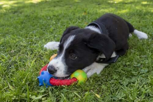 köpek ve oyuncağı çimler