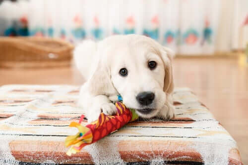 köpek ve oyuncağı