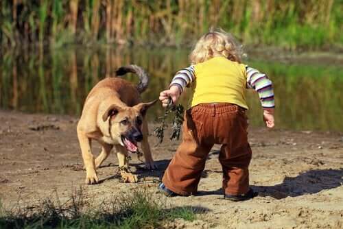 küçük çocuk köpek oyun