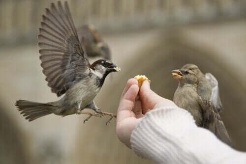 Doğru Şekilde Kuş Beslemek