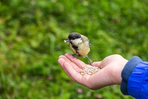kuş beslemek