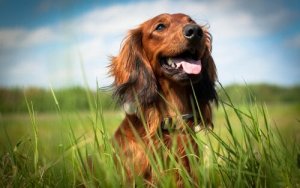 Köpeğinizin Mutlu Olduğunu Nasıl Anlayabilirsiniz?