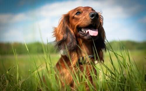 Köpeğinizin Mutlu Olduğunu Nasıl Anlayabilirsiniz?
