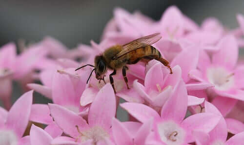 pembe çiçek arı