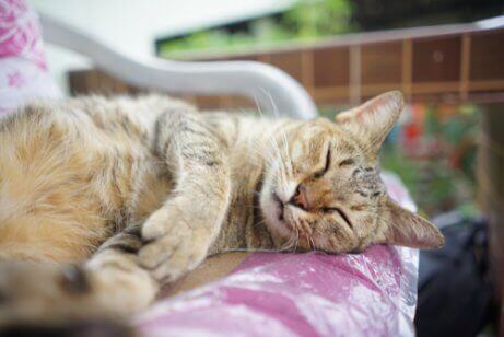 uyuyan kedi