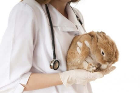 doktor ve tavşan