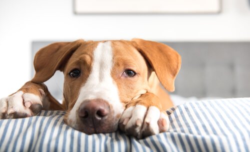 Davranışsal Köpek Terapisi İle Gelen Değişim