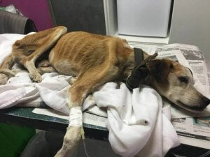 Vali'nin Uzun Yolculuğu