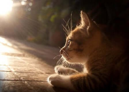 güneş ışığında uzanan kedi