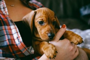 Yavru Köpeğinize Vermeniz Gereken Temel Eğitimler