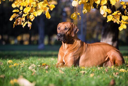 Rhodesian Ridgeback