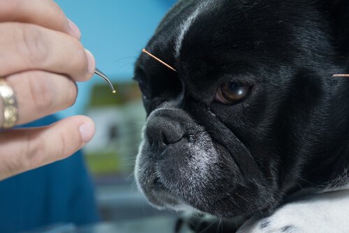 akupunktur yaptıran french bulldog