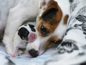 Hamile Köpeklerde Pire Temizliği