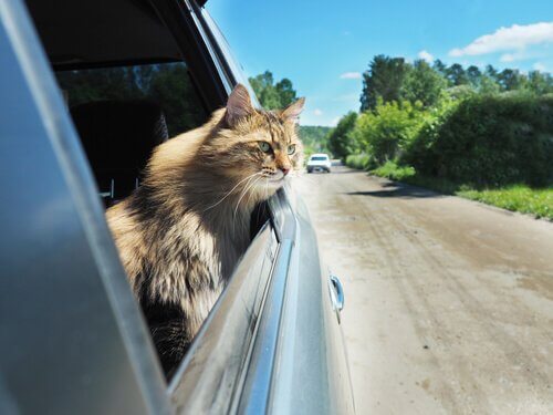 Kedinizi Arabada Seyahat Etmeye Nasıl Alıştırırsınız