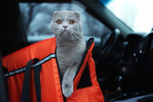 araba içinde kedi