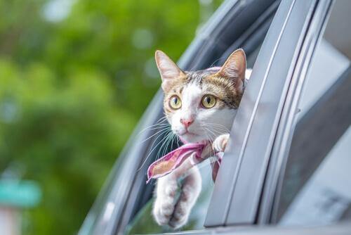 araba ile gezen kedi