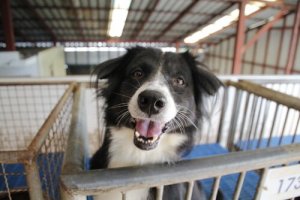 Terk Edilmiş Bir Köpek Sahiplenmek