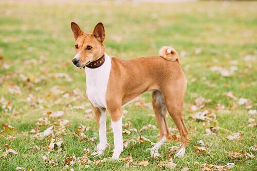 basenji ırkı