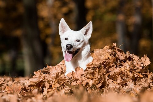 yapraklar arasından çıkan beyaz köpek