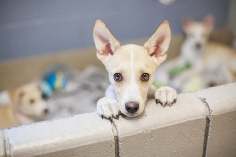 üzgün görünen yavru köpek