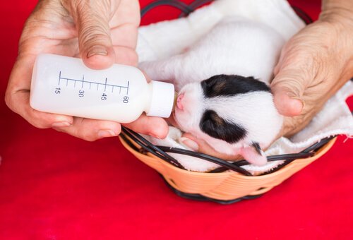 köpek yavrusunu biberon ile beslemek