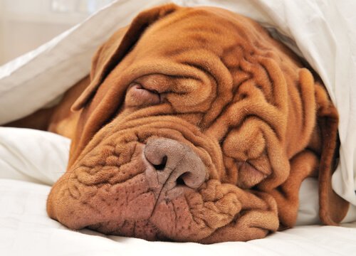 buruşuk köpek
