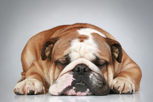 buruşuk köpek